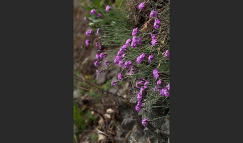 Pfingst-Nelke (Dianthus gratianopolitanus)