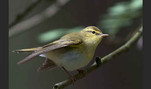 Waldlaubsänger (Phylloscopus sibilatrix)