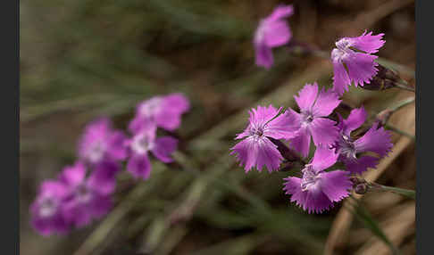 Pfingst-Nelke (Dianthus gratianopolitanus)