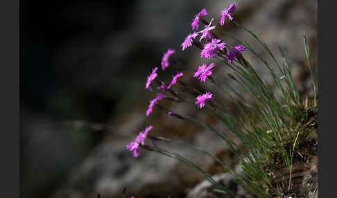 Pfingst-Nelke (Dianthus gratianopolitanus)