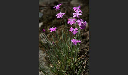 Pfingst-Nelke (Dianthus gratianopolitanus)