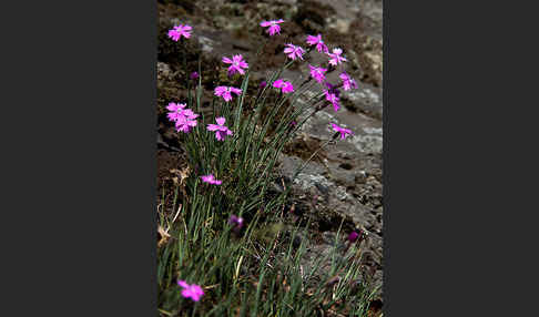 Pfingst-Nelke (Dianthus gratianopolitanus)