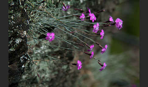 Pfingst-Nelke (Dianthus gratianopolitanus)