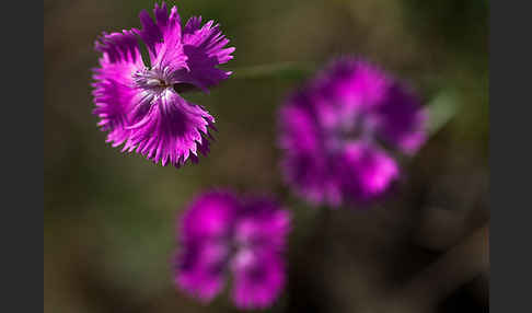 Pfingst-Nelke (Dianthus gratianopolitanus)