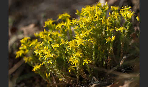 Mauerpfeffer (Sedum spec.)