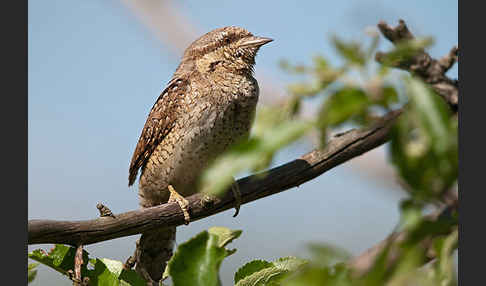 Wendehals (Jynx torquilla)