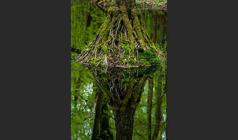 Schwarz-Erle (Alnus glutinosa)