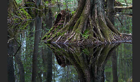 Schwarz-Erle (Alnus glutinosa)