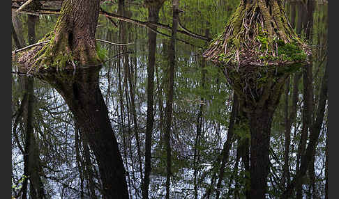 Schwarz-Erle (Alnus glutinosa)