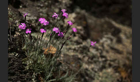 Pfingst-Nelke (Dianthus gratianopolitanus)