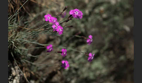 Pfingst-Nelke (Dianthus gratianopolitanus)