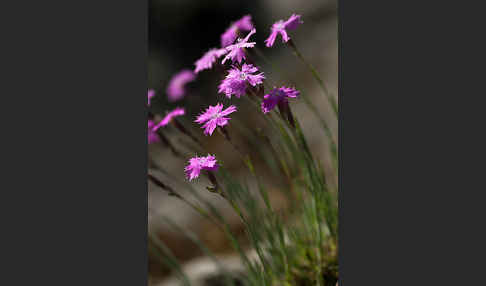 Pfingst-Nelke (Dianthus gratianopolitanus)