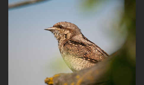 Wendehals (Jynx torquilla)