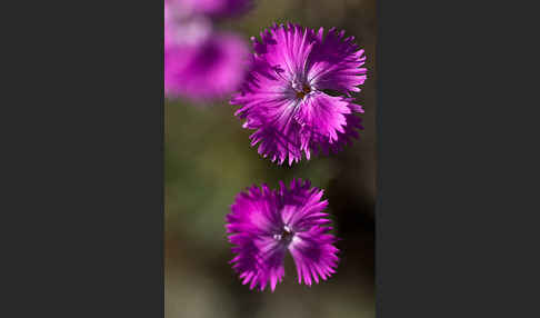 Pfingst-Nelke (Dianthus gratianopolitanus)