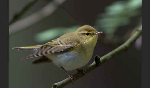 Waldlaubsänger (Phylloscopus sibilatrix)