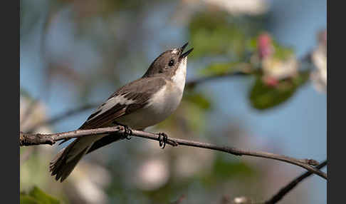 Trauerschnäpper (Ficedula hypoleuca)