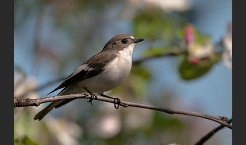 Trauerschnäpper (Ficedula hypoleuca)