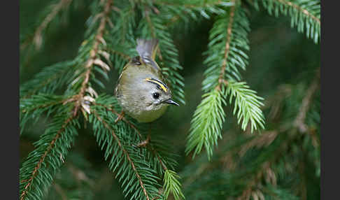 Wintergoldhähnchen (Regulus regulus)