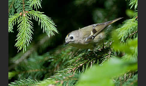 Wintergoldhähnchen (Regulus regulus)