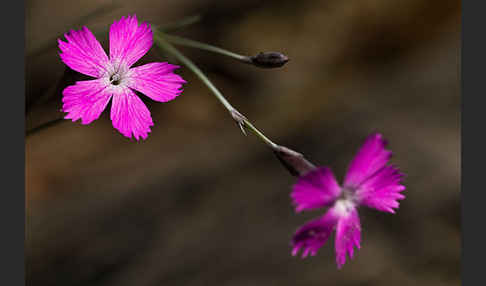 Pfingst-Nelke (Dianthus gratianopolitanus)