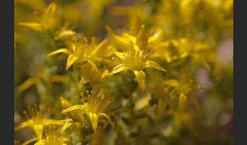 Mauerpfeffer (Sedum spec.)