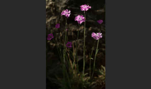 Pfingst-Nelke (Dianthus gratianopolitanus)