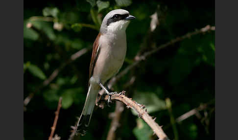 Neuntöter (Lanius collurio)