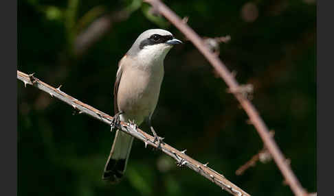 Neuntöter (Lanius collurio)