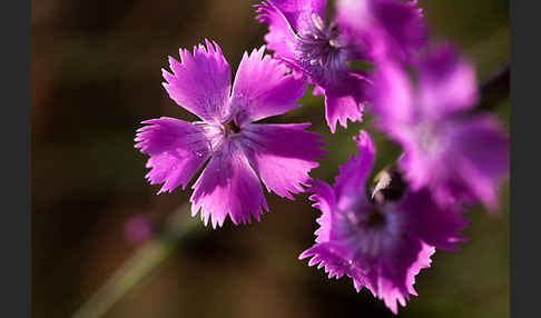 Pfingst-Nelke (Dianthus gratianopolitanus)