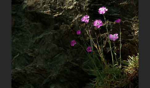 Pfingst-Nelke (Dianthus gratianopolitanus)