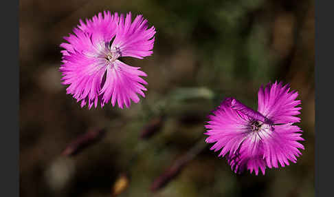 Pfingst-Nelke (Dianthus gratianopolitanus)