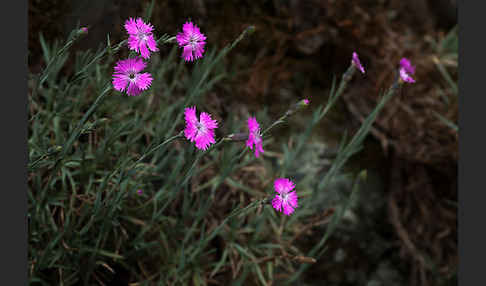 Pfingst-Nelke (Dianthus gratianopolitanus)