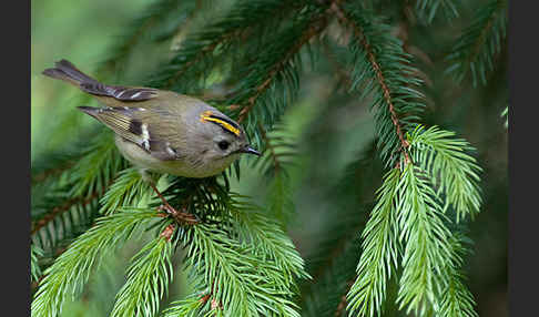 Wintergoldhähnchen (Regulus regulus)