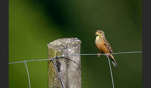 Ortolan (Emberiza hortulana)