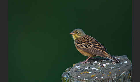 Ortolan (Emberiza hortulana)