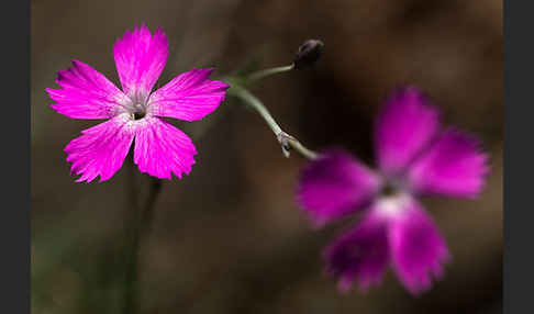 Pfingst-Nelke (Dianthus gratianopolitanus)