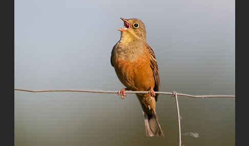 Ortolan (Emberiza hortulana)