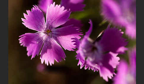 Pfingst-Nelke (Dianthus gratianopolitanus)