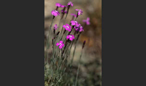 Pfingst-Nelke (Dianthus gratianopolitanus)