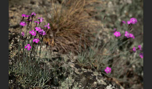 Pfingst-Nelke (Dianthus gratianopolitanus)