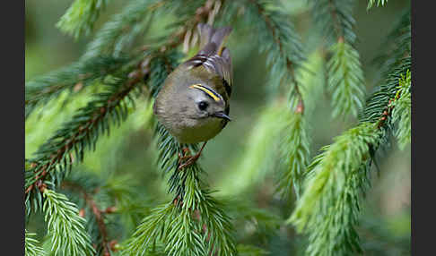 Wintergoldhähnchen (Regulus regulus)