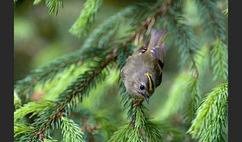 Wintergoldhähnchen (Regulus regulus)