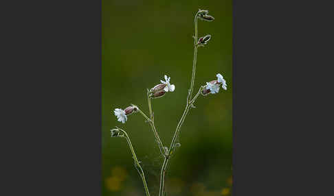 Weiße Lichtnelke (Silene latifolia)