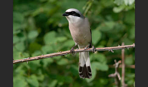 Neuntöter (Lanius collurio)