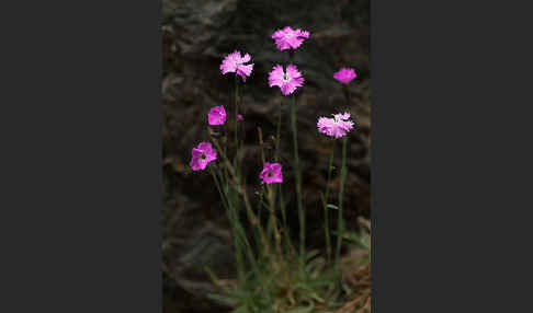 Pfingst-Nelke (Dianthus gratianopolitanus)