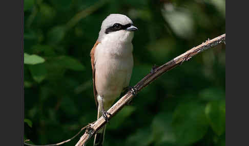 Neuntöter (Lanius collurio)