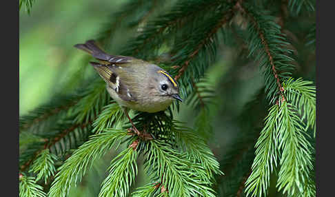 Wintergoldhähnchen (Regulus regulus)