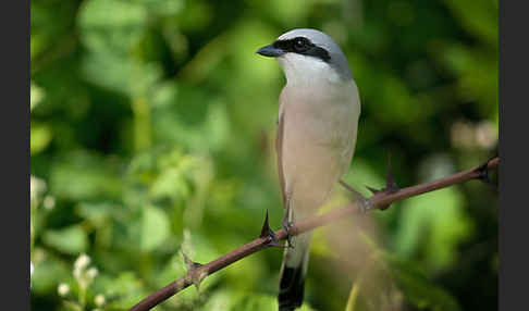 Neuntöter (Lanius collurio)