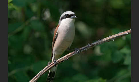 Neuntöter (Lanius collurio)