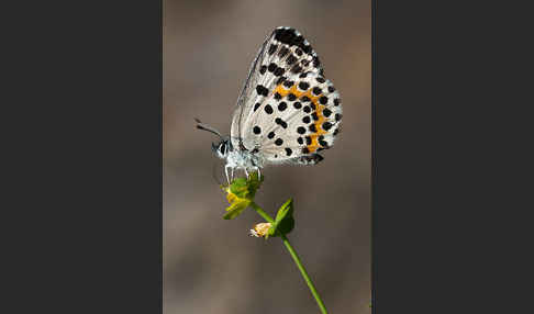 Fetthennenbläuling (Scolitantides orion)